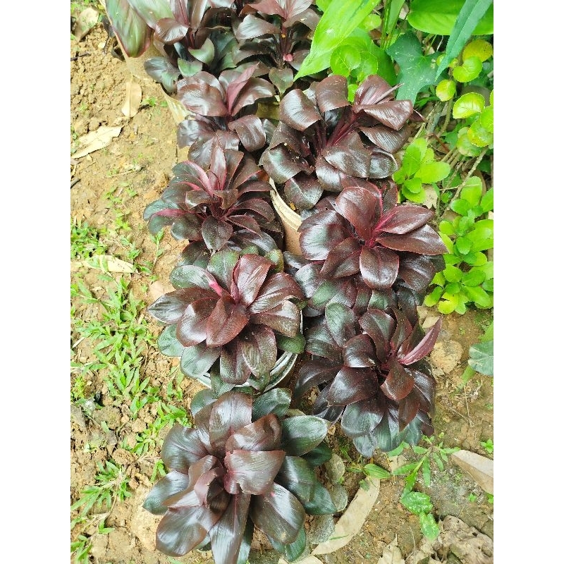 Tanaman hias hanjuang andong merah kemoceng