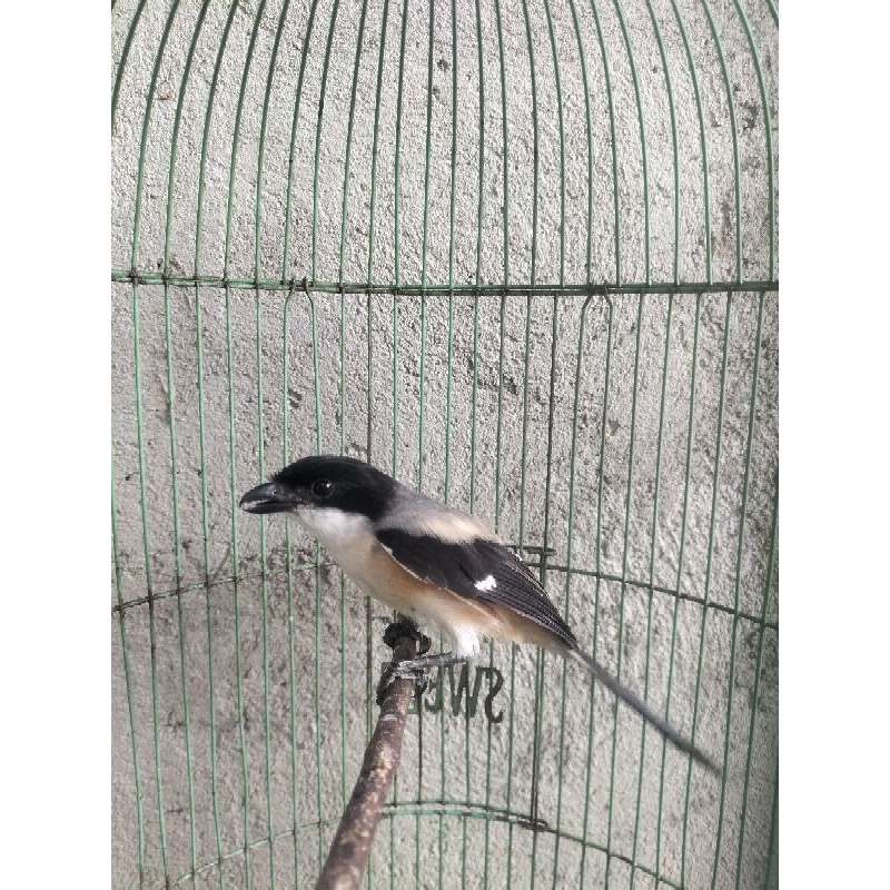 Cendet/pentet blangkon