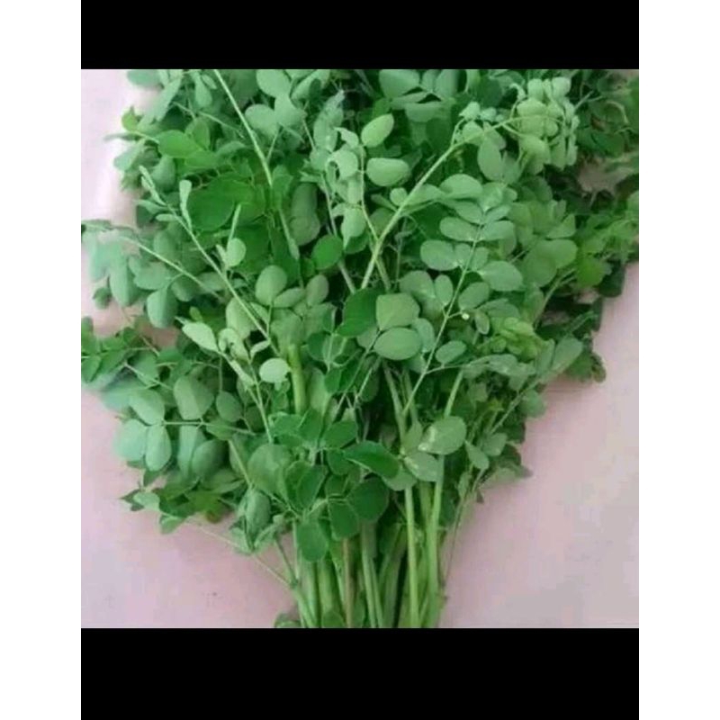 

daun kelor segar dadakan setiap order 100gram