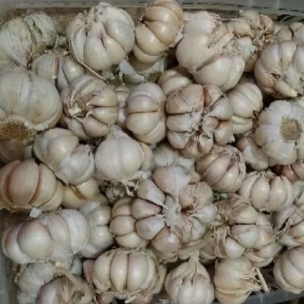 

Bawang Putih Biasa Bersih 1Kg