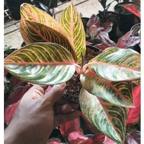 aglonema legacy orange tanaman hias hidup Semarang Jawa Tengah jateng terdekat