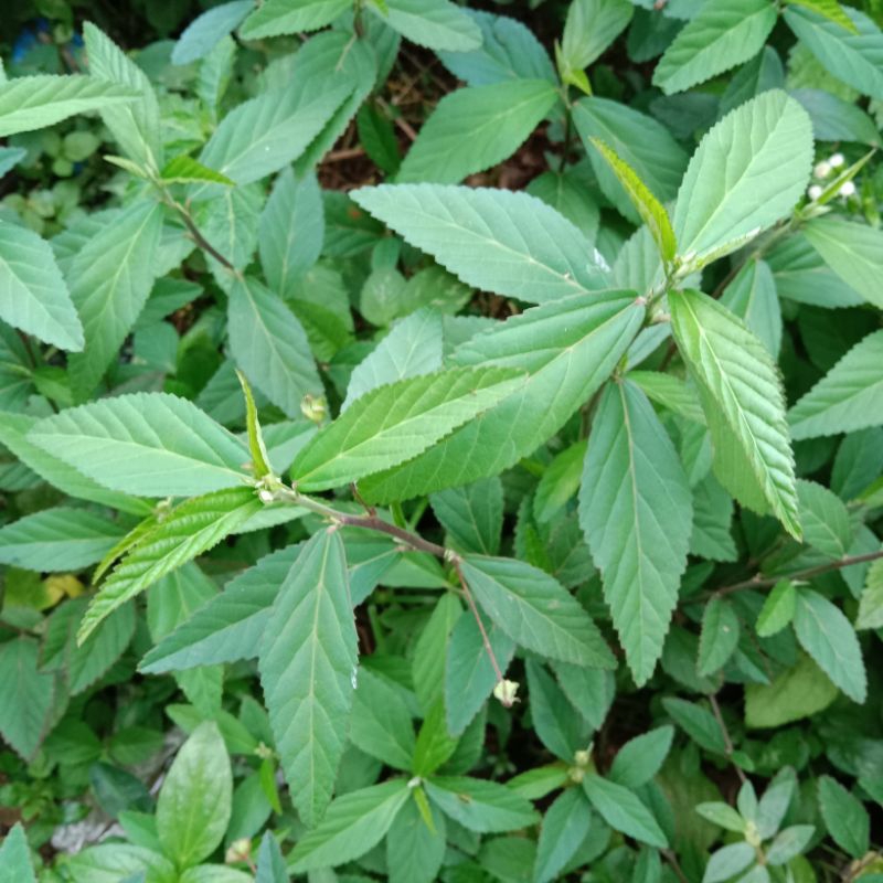 

daun sidaguri jantan segar 250gram