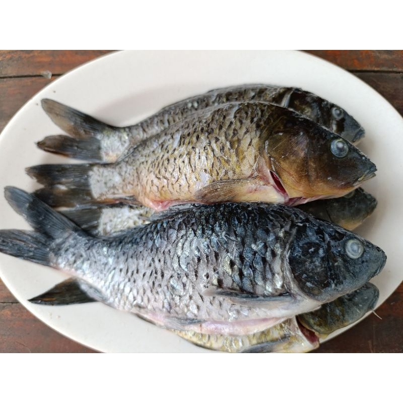 

Ikan Nila Ikan Mas Emas Satuan ~ 1 kg Cikarang