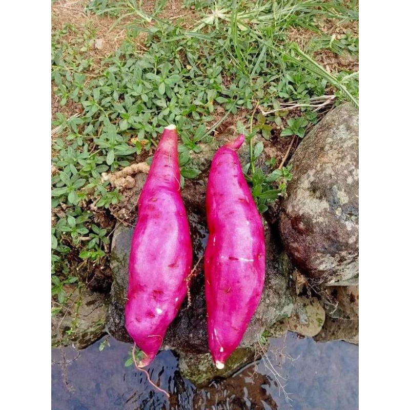 

5KG - UBI JEPANG KUALITAS SUPER