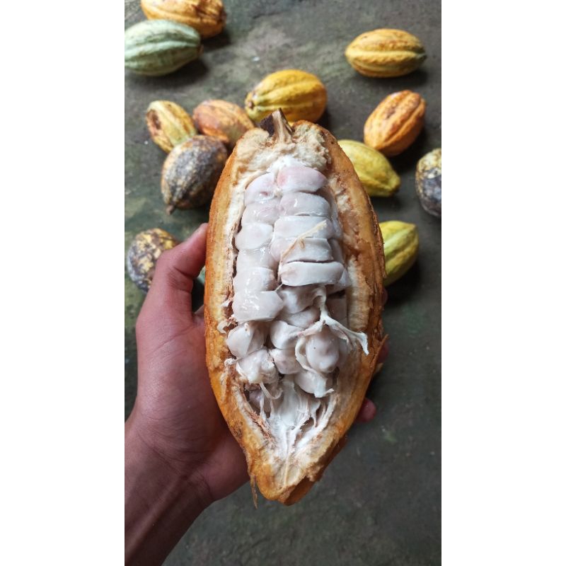

buah coklat berat 200/300gram bergaransi 100%