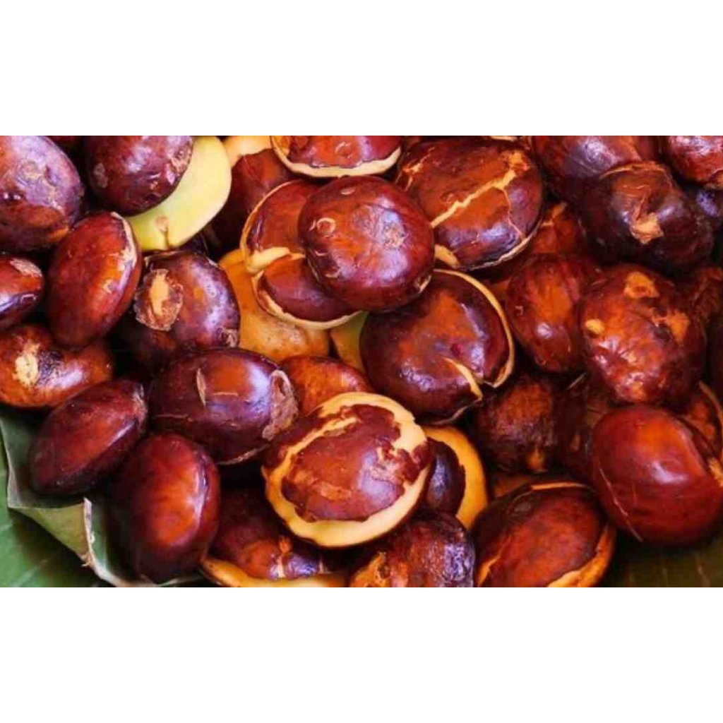 

Jengkol Tua Berat 500 Gram