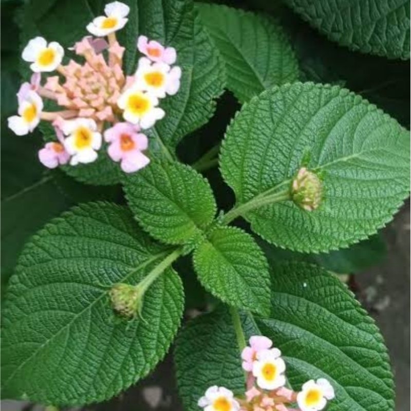 

Daun tembelekan segar daun lantana Camara segar 500 gram-az