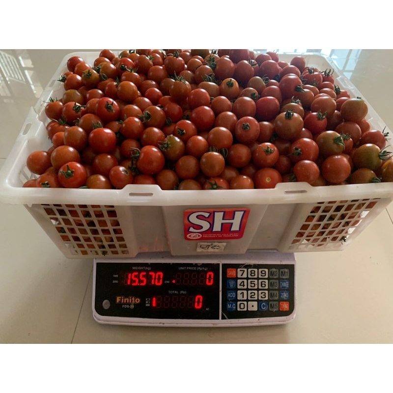 

Tomat Ceri Fresh Lereng Gunung Andong