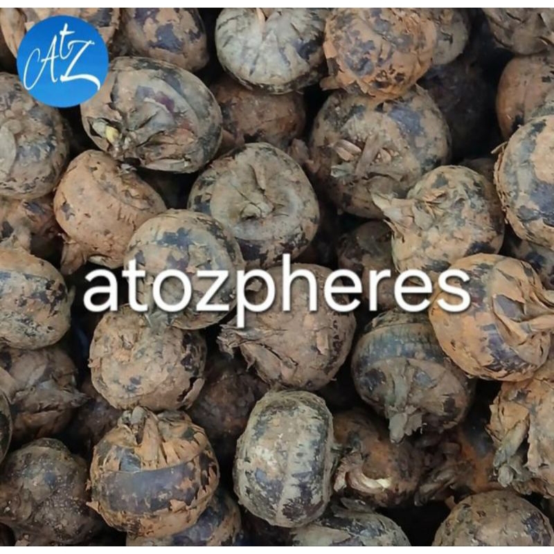 

Buah sarangan mathai ma thai water chestnut 500g