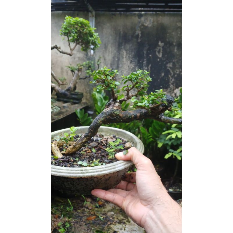 bonsai Sancang small