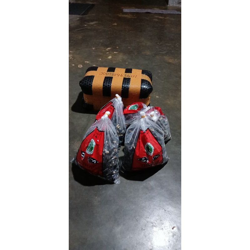 kecambah sawit PPKS berkualitas