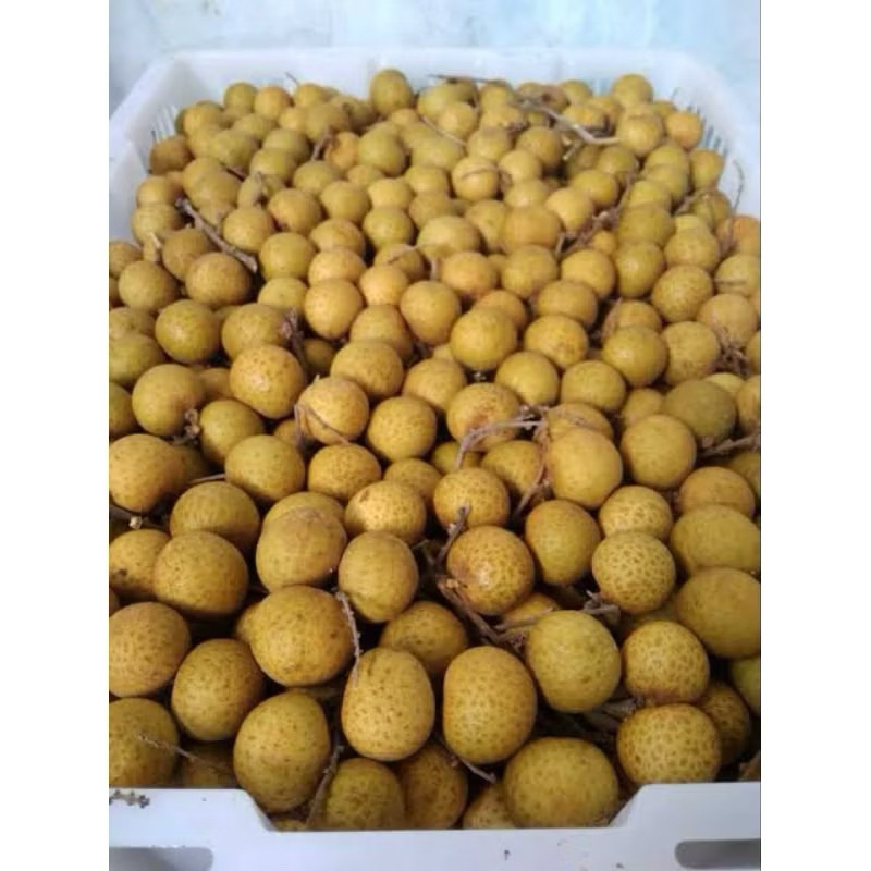 

Buah Lengkeng Gold 1 Keranjang Fresh