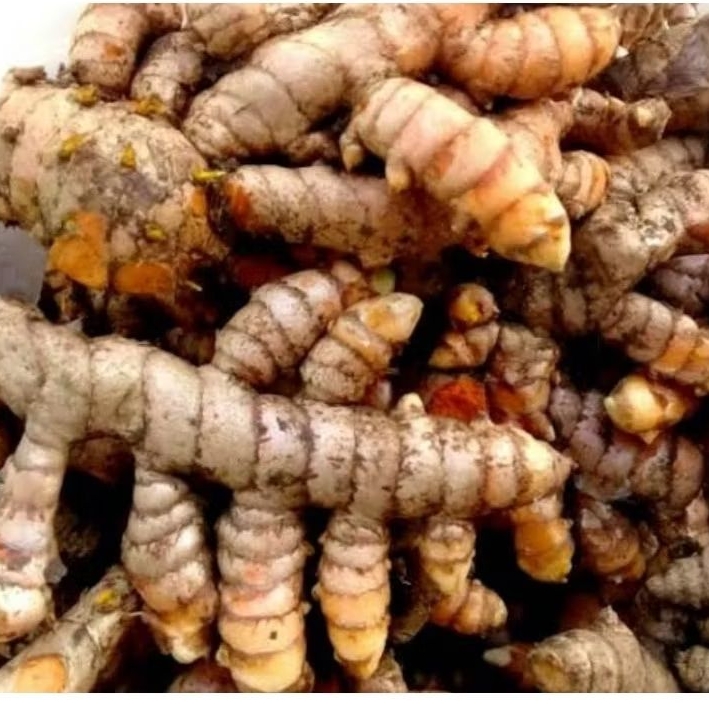 

Kunyit bumbu segar kunir fresh organik 2 kg