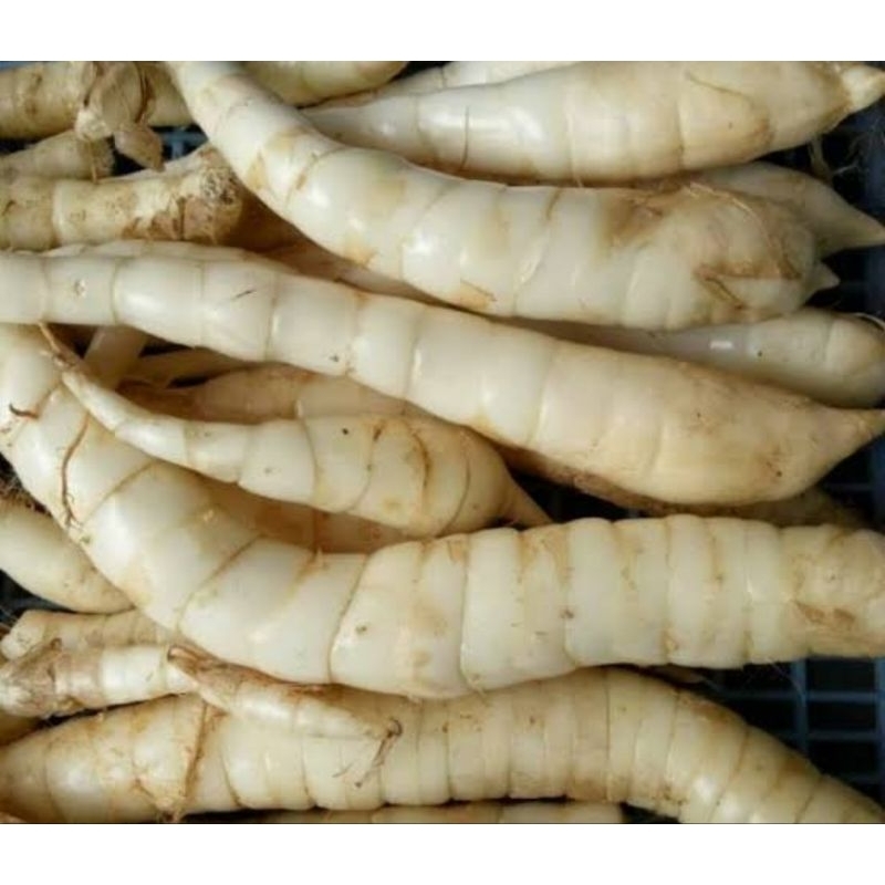 

Umbi Garut segar umbi sagu fresh 500 gram organik
