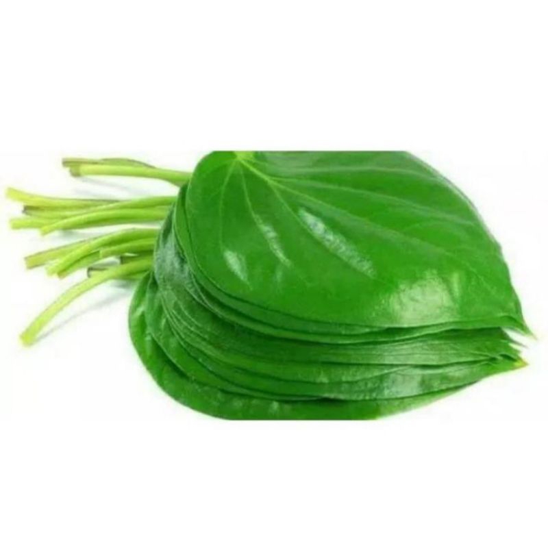 

PROMO TERMURAH DAUN SIRIH SEGAR 20 lembar+bonus 2 batang serai