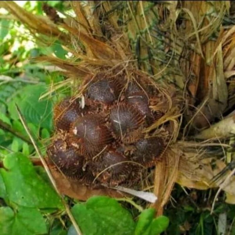 

Buah salak muda segar/pentil buah salak