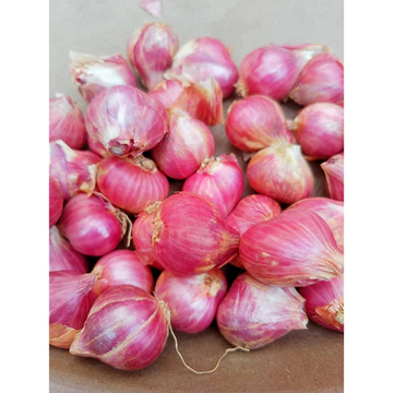 

Bawang Merah Probolinggo Tanggung Besar kemasan 1 kg