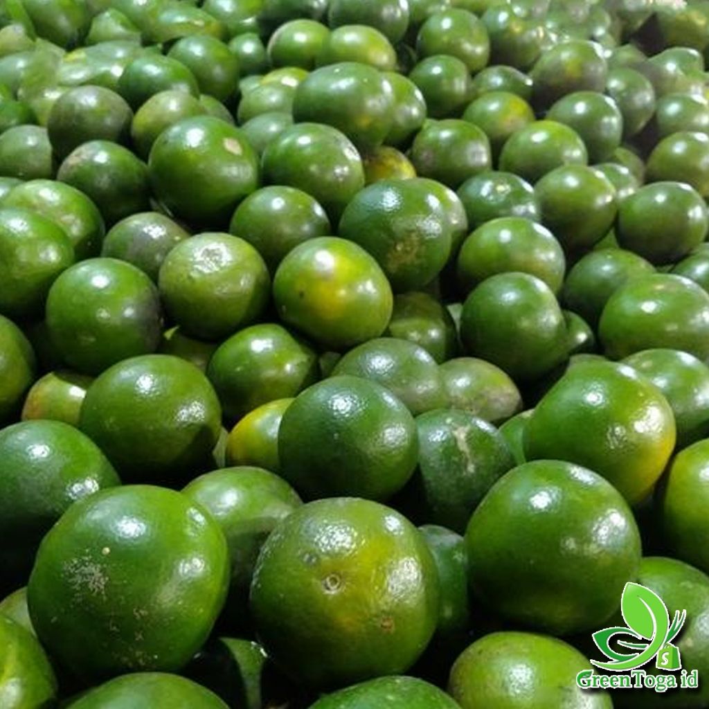 

JERUK PERAS SEGAR 1 KG ASLI KECUT FRESH 100%