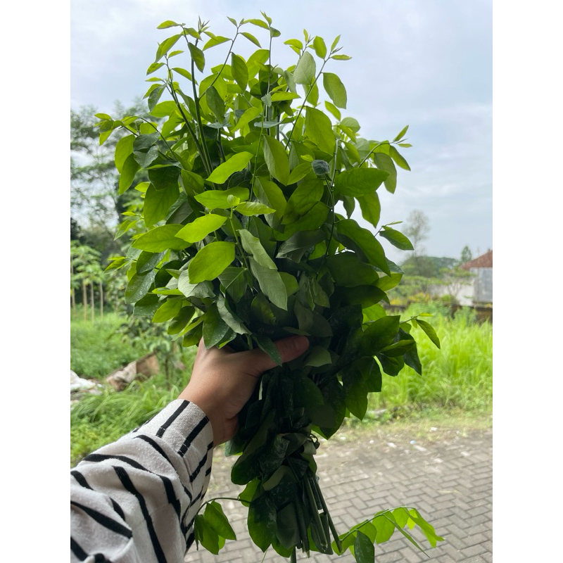 

Daun katuk segar fresh murah