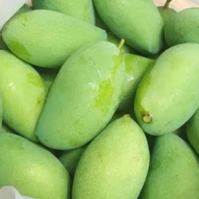 

MANGga muda bergaransii fress kriuk segarr