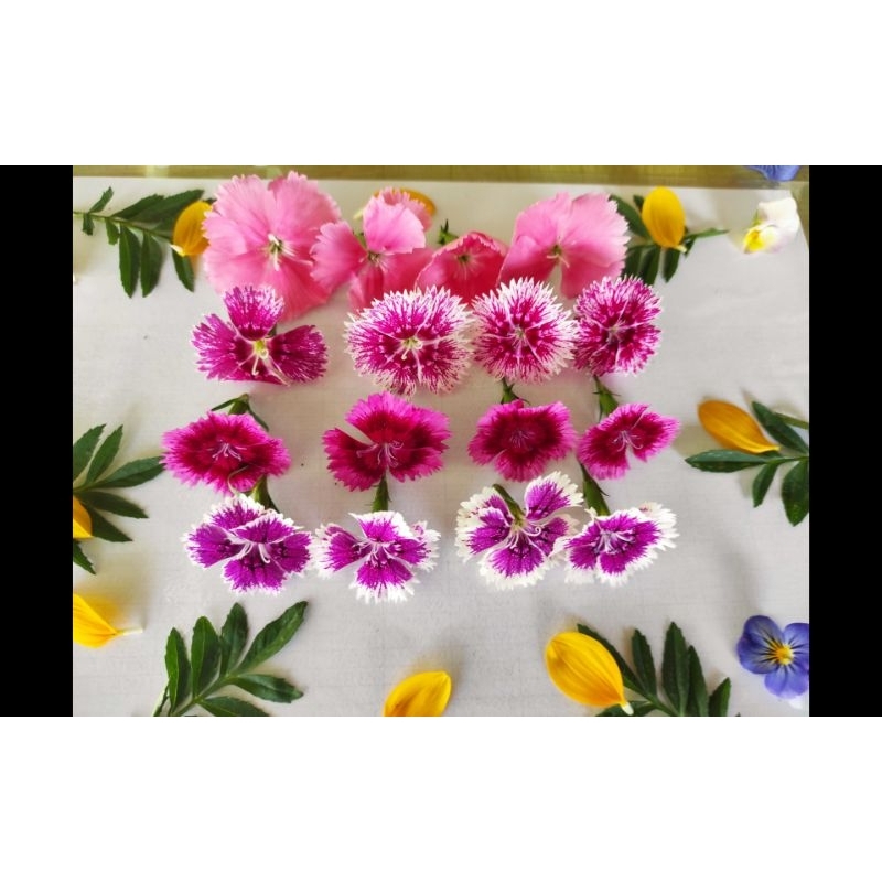 

EDIBLE FLOWER DIANTHUS