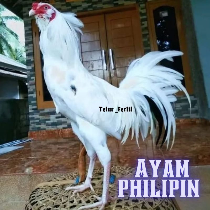 

telur ayam Philipin asli bisa untuk di tetaskan