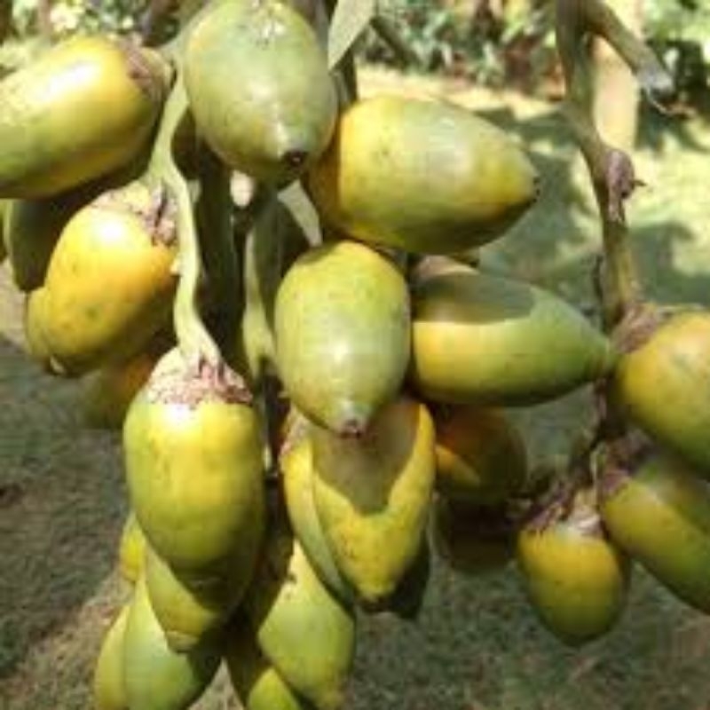 

buah pinang tua super 250g