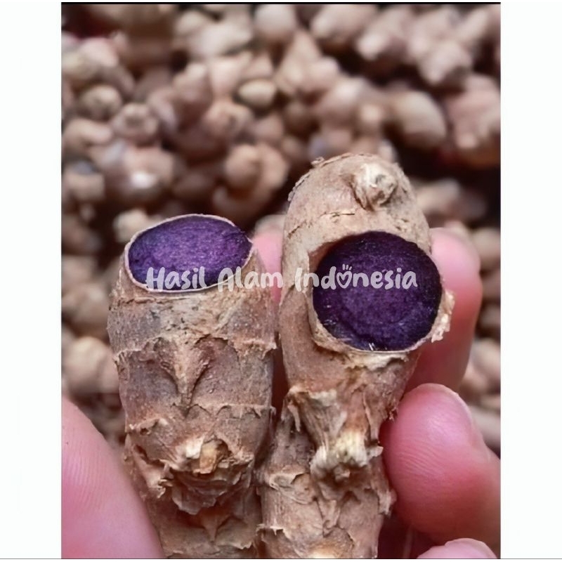 

Kunyit Hitam Asli 100% Kaemferia Parvipflora Organik