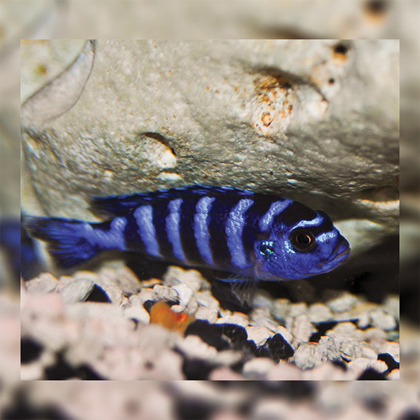 Ikan Hias Cichlid Demasoni / Ikan Hias Air Tawar / Malawi Cichlid