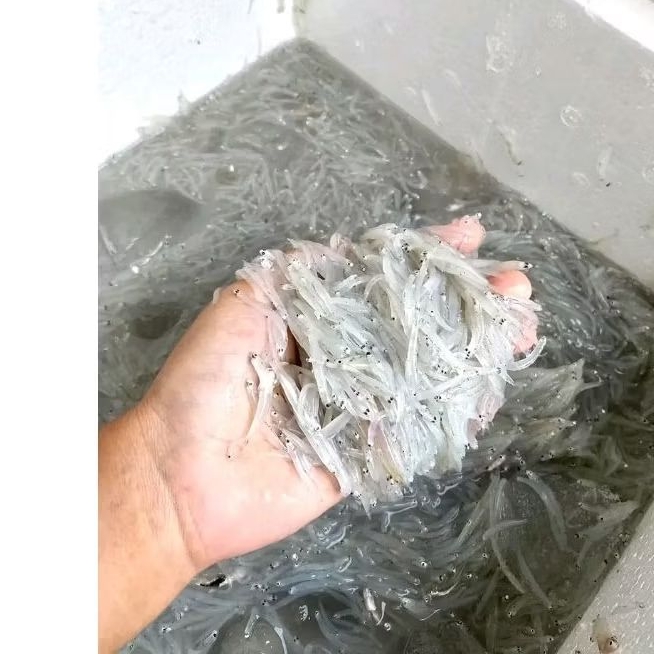 Ikan Teri Nasi Segar Ikan teri basah ikan teri nasi Medan seafood segar