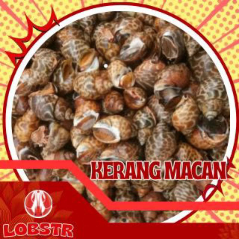 

Kerang Macan Beku – Kualitas Ekspor 500gr | Fresh & Siap Masak