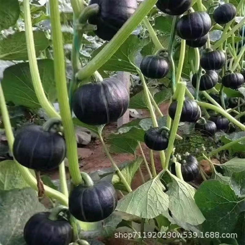 KEMASAN PABRIK 30 biji Labu Jepang Benih sayuran berkualitas tinggi Labu Jepang Bibit Labu Benih Say