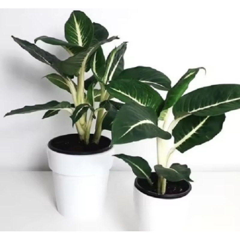 Sri rezeki neon - tanaman sri rejeki - ( BISA COD ) TANAMAN HIAS - tanaman hidup - bunga hias - blan