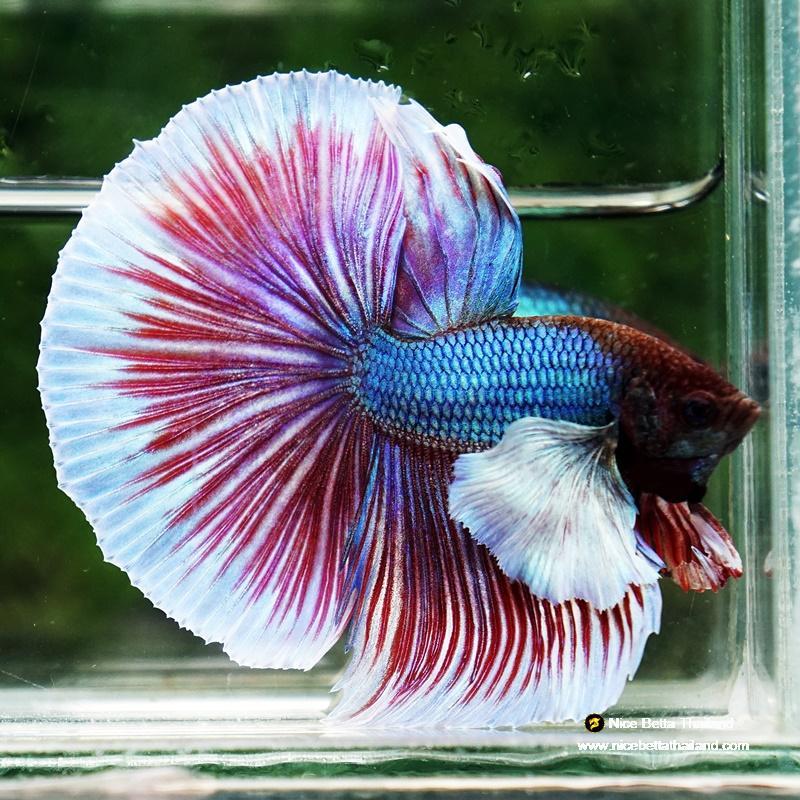 ikan CUPANG DUMBO EAR HALFMOON hias warna warni campuran - HM DUMBO