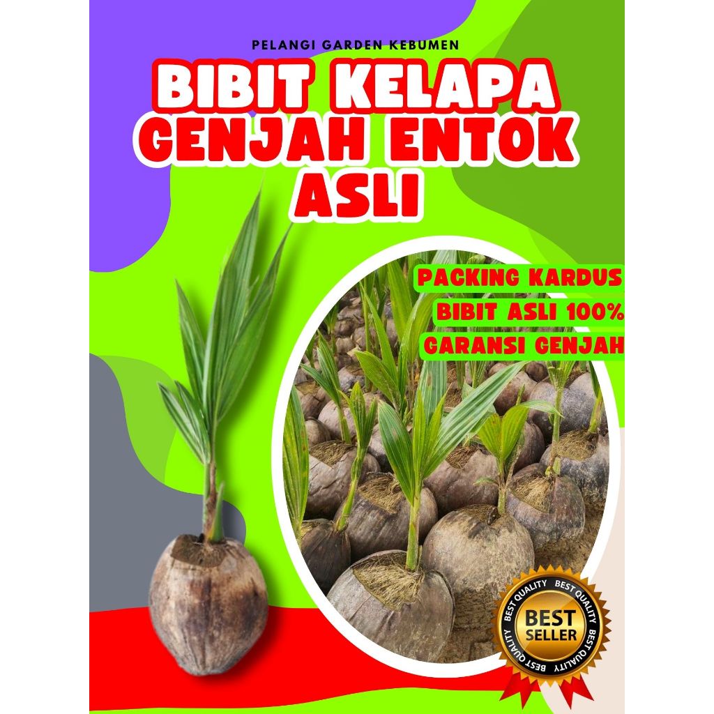 CEPAT BUAH..  Pokok Buah Kelapa Kopyor Asli 100%, Pokok Buah Kelapa Kopyor Asli, Pokok Buah Kelapa K