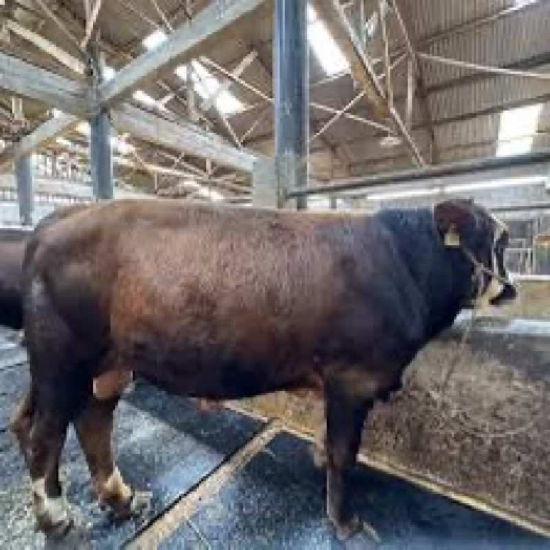 karpet sapi / spon alas sapi / karpet hewan ternak