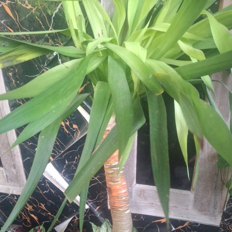 pandan bali batang besar