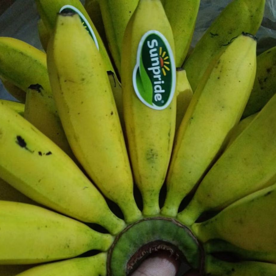 

Pisang Mas Persisir