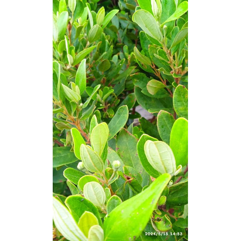 

daun kemunting segar obat herbal diabet 500gram