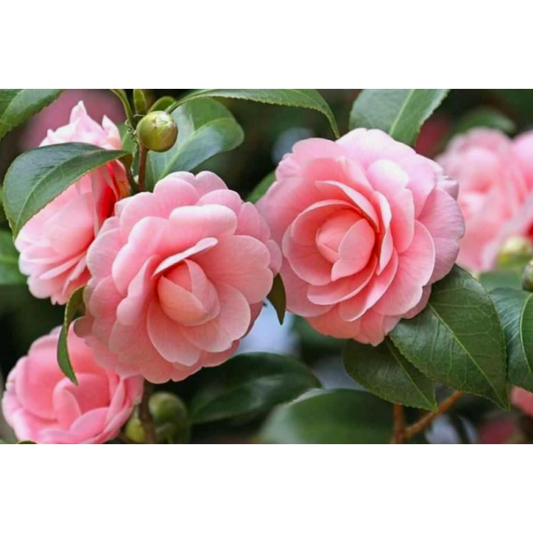 Tanaman Bunga Camelia / Bunga Camelia