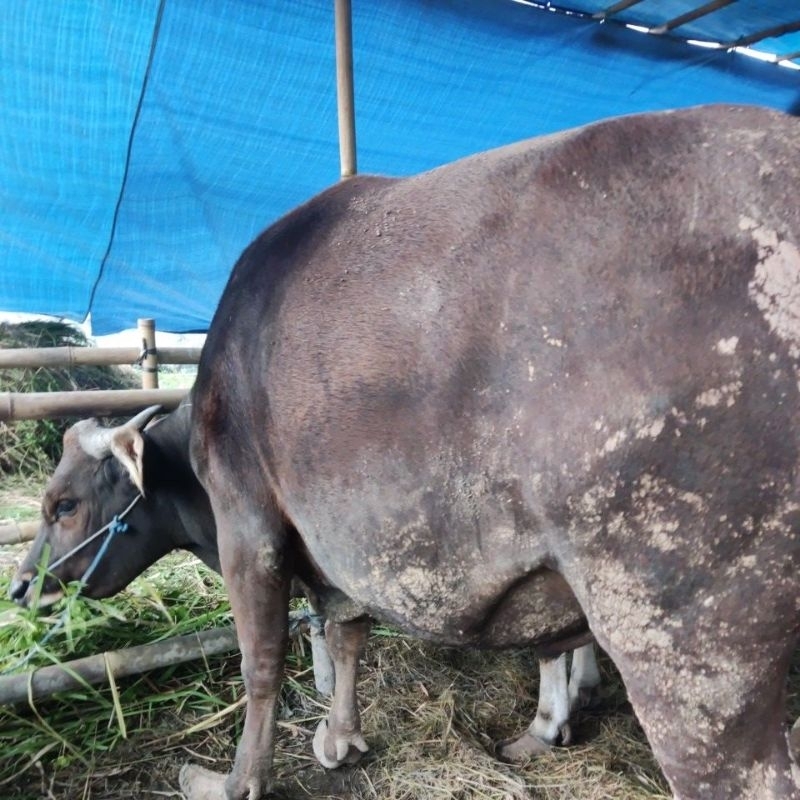 Sapi Kurban Murah Meriah