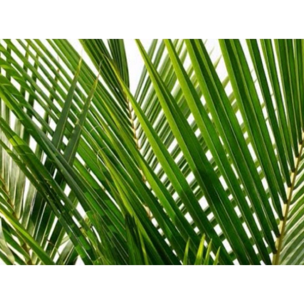 

daun klapa segar 50 pcs
