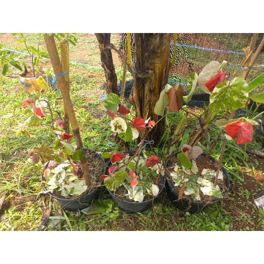 bonsai waru parigata prokar