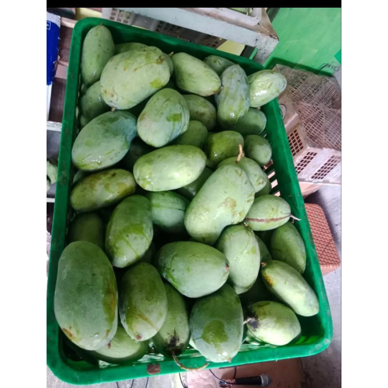 

Mangga Gajah 1Kg