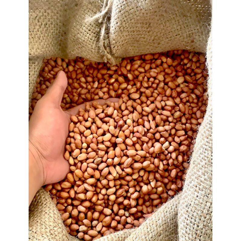 

Kacang Tanah Mentah Premium Kualitas Super