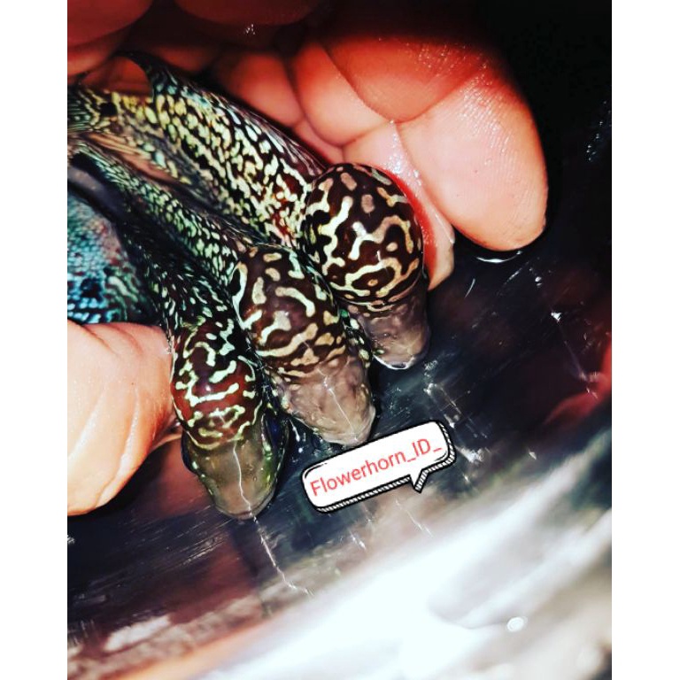 Paket 3Ekor Burayak Louhan Twotone  F2F3V8 Thailand KODE O2N8