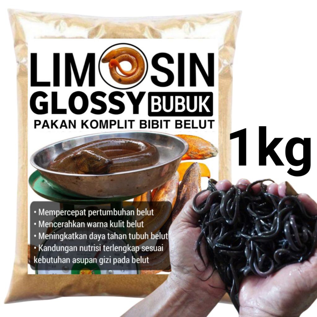 pakan belut ternak usia 2 bulan Limosin glossy