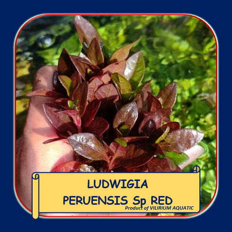 TANAMAN AQUASCAPE - LUDWIGIA SP RED MALANG (LOW CO² + LOW LIGHT + LOW MAINTENANCE)