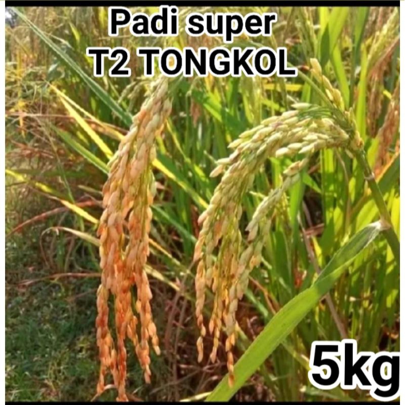 BENIH BIBIT PADI T2 TONGKOL BERKUALITAS KEMASAN 5KG