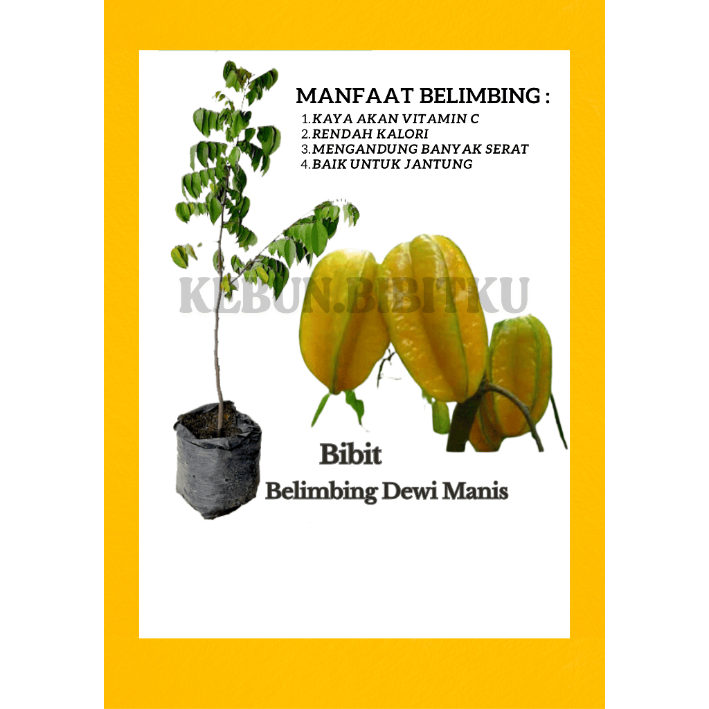 

Bibit Belimbing Dewi Ukuran Polibek 25x30